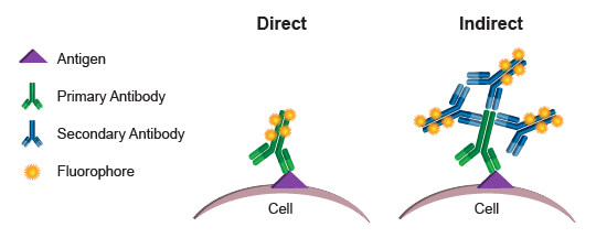 用于流式细胞术染色的直接和间接偶联方法的比较